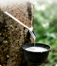 Natural latex being tapped from a rubber tree